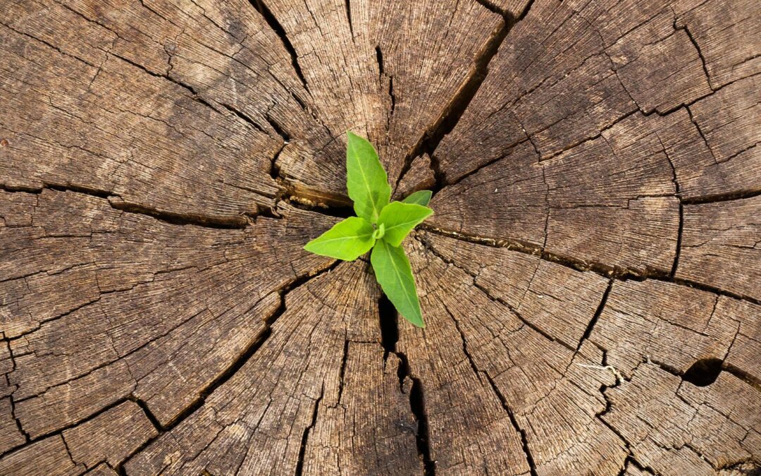 How to Scale Your Business: Know When Your SMB Is Ready to Grow