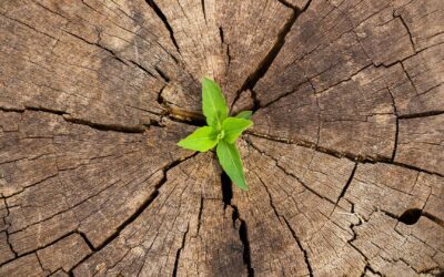 How to Scale Your Business: Know When Your SMB Is Ready to Grow