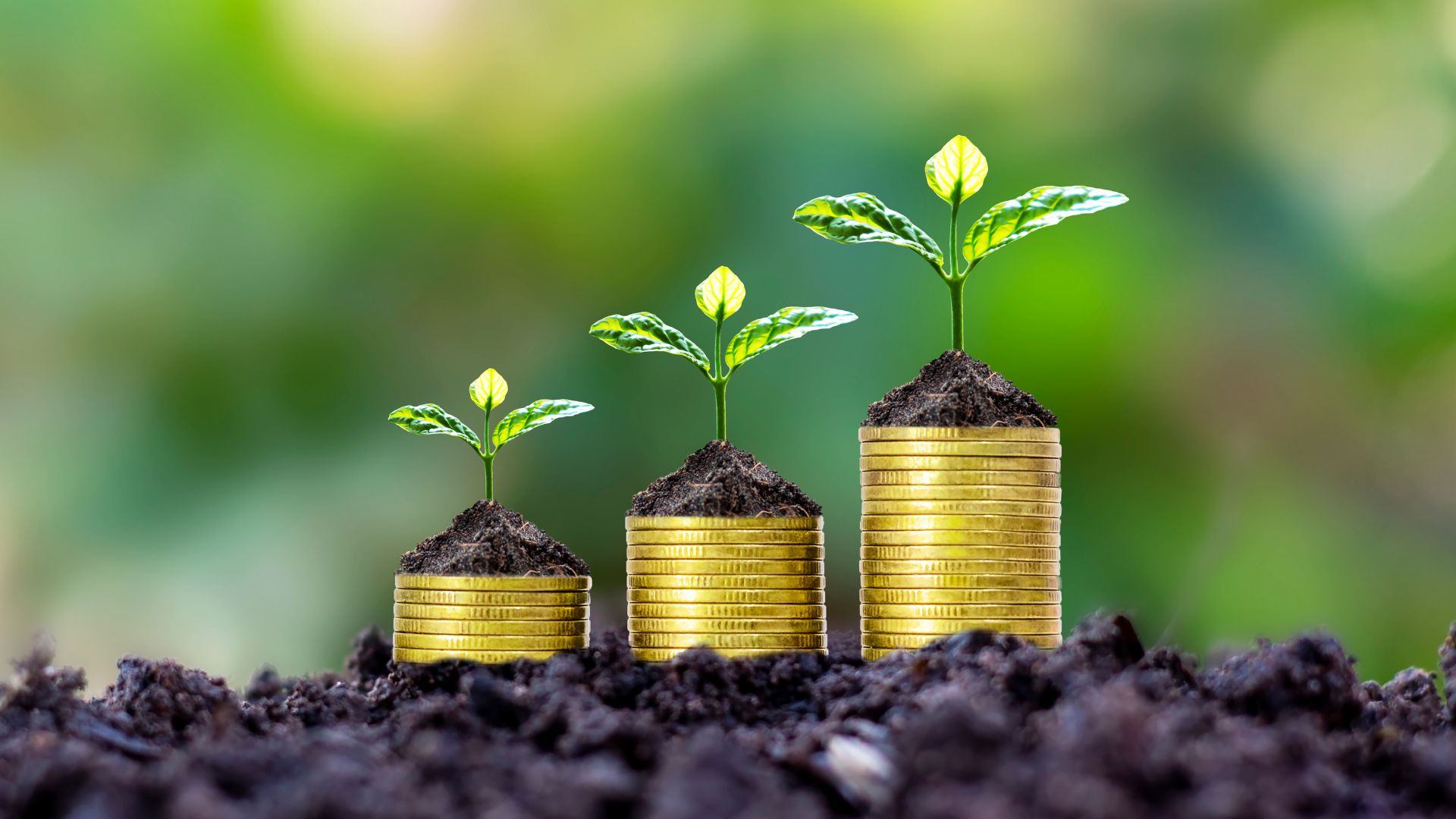 How to Build Financial Resilience: An SMB Guide