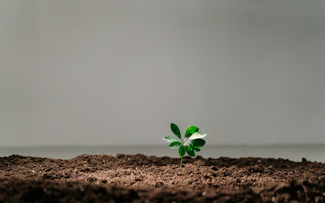 stalled growth of a plant